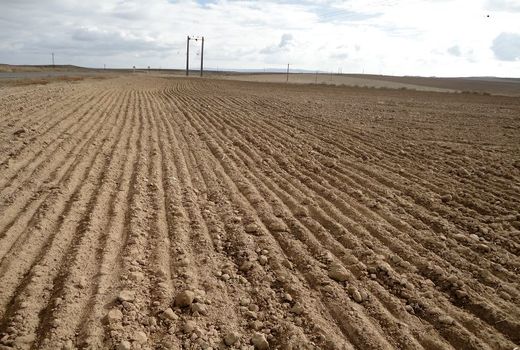 حدود 90 درصد اراضی دیم شهرستان رازوجرگلان مکانیزه کشت شد