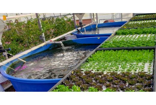 بهره برداری از گلخانه اکو اپونیک در نکا/سرمایه گذاری 100 میلیارد ریالی