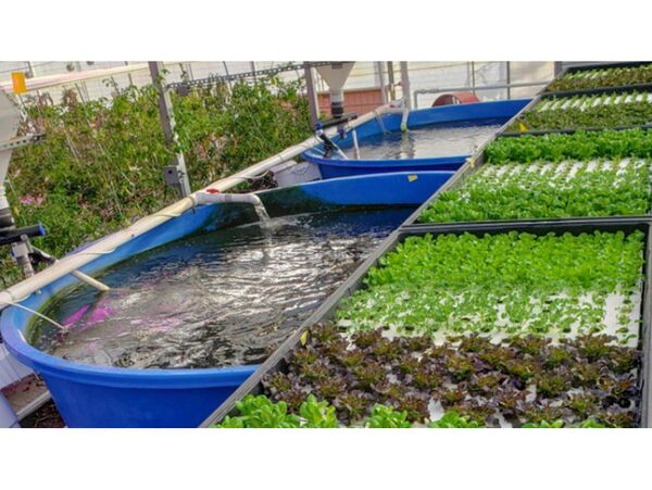 بهره برداری از گلخانه اکو اپونیک در نکا/سرمایه گذاری 100 میلیارد ریالی