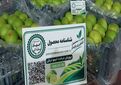 کد کیوآر برای اولین بار بر محصول خرما و لیموترش فارس نصب شد