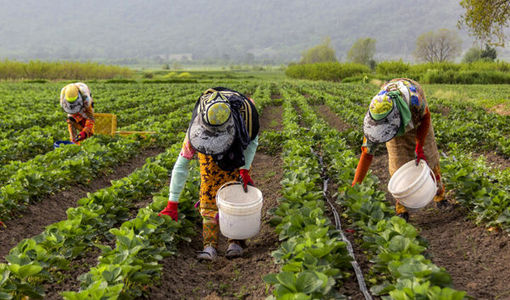 اعتماد کشاورز پیش‌نیاز اجرای توصیه‌های فنی