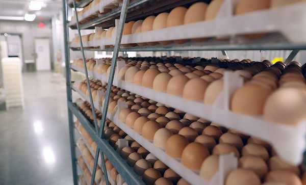 توسعه صنایع جانبی، شرط بهره‌برداری از مازاد تولید تخم‌مرغ است