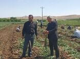آغاز برداشت بیش از 8هزار و 100 تن سیر خشک از مزارع شاهین دژ 