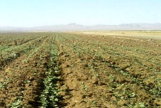 کاشت کلزا در استان فارس آغاز شد