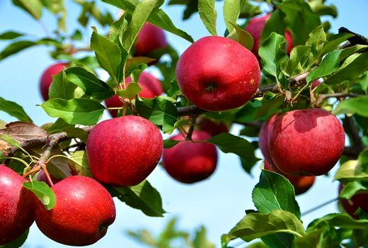 ارومیه رکوردار تولید سیب درختی در آذربایجان غربی