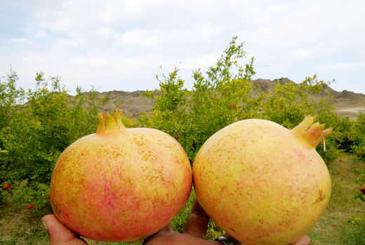 انار سنگان وارد بازار شد