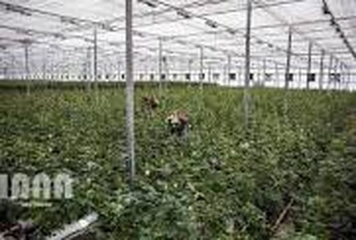 هفت طرح کشاورزی و دامپروری در شهرستان رفسنجان  به بهره برداری رسید