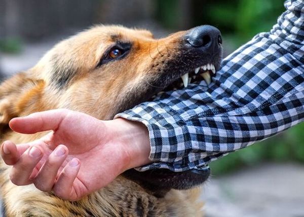 ستاد ملی ریشه‌کنی هاری تشکیل شود