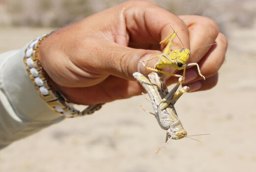 پایان 9 ماه مبارزه باملخ ها