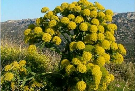 خراسان شمالی یکی از خواستگاه‌های اصلی تولید باریجه در کشور است 