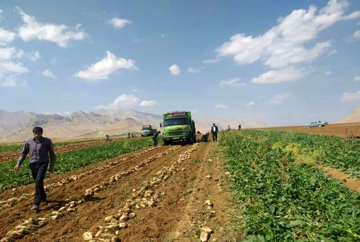 دو هزار و  ۳۰۰ تن چغندرقند از مزارع شهرستان فارسان برداشت می‌شود