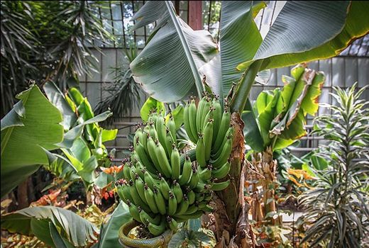 توسعه کشت موز با عملکرد و کیفیت بالا در گلخانه