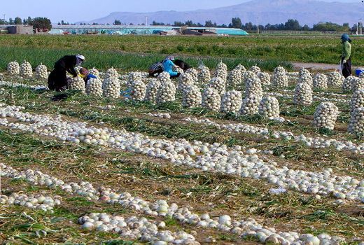 توزیع ۲۵تُن پیاز خریداری شده از جیرفت در خراسان شمالی 