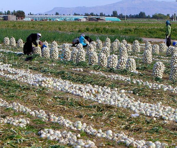 توزیع ۲۵تُن پیاز خریداری شده از جیرفت در خراسان شمالی 
