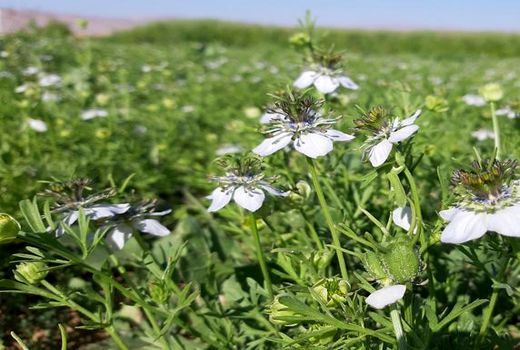سطح زیر کشت گیاهان دارویی در شهرستان شهرکرد به ۶۳ هکتار رسید
