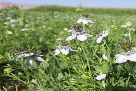 سطح زیر کشت گیاهان دارویی در شهرستان شهرکرد به ۶۳ هکتار رسید