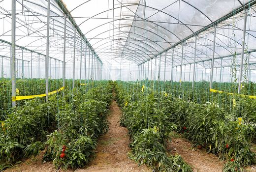 افزایش سطح گلخانه‌های چهارمحال و بختیاری به ۱۲۰ هکتار؛ جهش تولید سبزی و گل‌های زینتی