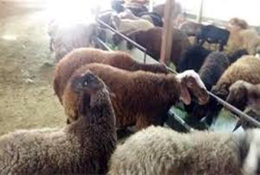 آغاز خرید حمایتی دام روستایی در اصفهان