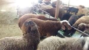 آغاز خرید حمایتی دام روستایی در اصفهان
