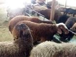 آغاز خرید حمایتی دام روستایی در اصفهان