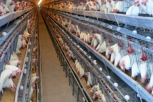 معرفی 25 طرح کشاورزی استان مرکزی به بانک‌های عامل