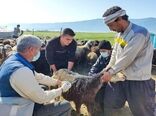 جهادگران حاضر در رزمایش‌های جهاد دامپزشکی امتیاز بازآموزی می‌گیرند