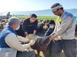 جهادگران حاضر در رزمایش‌های جهاد دامپزشکی امتیاز بازآموزی می‌گیرند