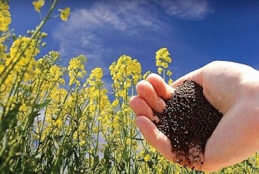تولید ۲۸۰ هزار تن کلزا در سال  جاری