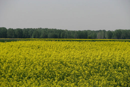 برداشت کلزا از 1300 هکتار از مزارع کشاورزی  شهرستان البرز آغاز شد