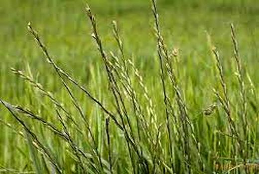  دوره  آموزشی مبارزه با علفهای هرز در بردسیر برگزار شد