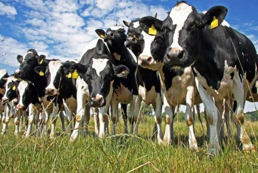  70 هزار رأس دام سبک و سنگین در چهارمحال و بختیاری  پلاک گذاری شده است