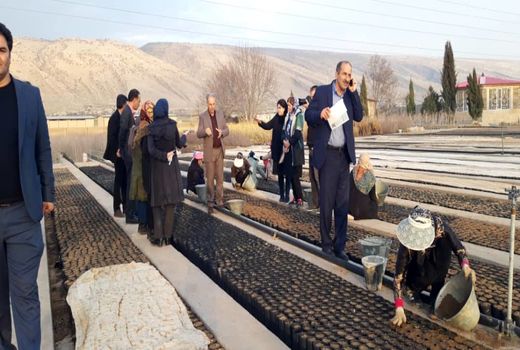 استان ایلام پیشگام در ایجاد جنگل‌های دست‌کاشت