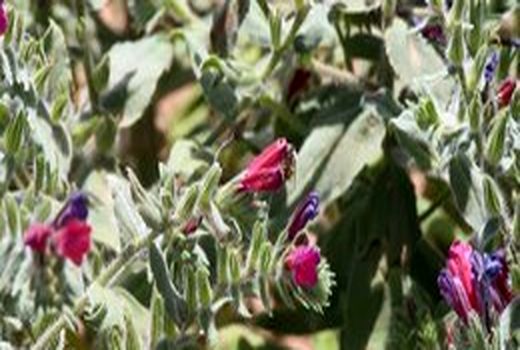 آغاز برداشت گل گاو زبان در چادگان