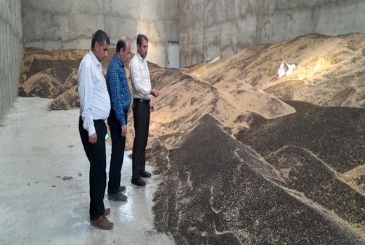 تسویه ۹۵درصد از مطالبات کلزاکاران آذربایجان شرقی