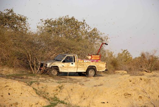 مبارزه باملخ صحرایی نیازمند 20 میلیارد تومان اعتبار است