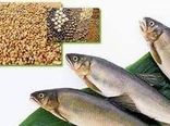 دو برابر نیاز کشور تولید خوراک آبزیان داریم