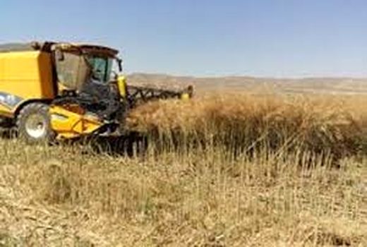 ۵۸ هزار تن گندم و جو در تویسرکان برداشت می‌شود