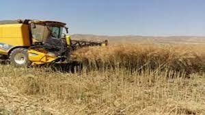 افزایش 46 درصدی خرید گندم در استان فارس نسبت به سال گذشته 