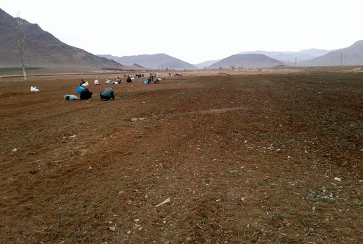 فصل کاشت پیاز و خطر شیوع کرونا