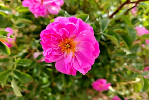 برداشت گل محمدی از مزارع شهرستان آبیک