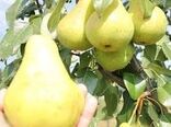 برداشت ۷۰ تن گلابی از باغات نطنز