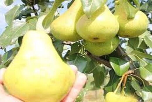 برداشت ۷۰ تن گلابی از باغات نطنز
