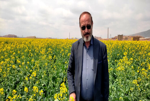  هشدار جدی جهاد کشاورزی درباره سن غلات، شته مومی کلزا و خطر شیوع زنگ زرد گندم