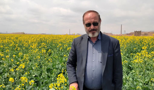  هشدار جدی جهاد کشاورزی درباره سن غلات، شته مومی کلزا و خطر شیوع زنگ زرد گندم