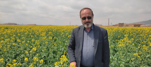  هشدار جدی جهاد کشاورزی درباره سن غلات، شته مومی کلزا و خطر شیوع زنگ زرد گندم