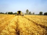آغاز برداشت گندم در شهرستان تالش