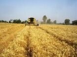آغاز برداشت گندم در شهرستان تالش