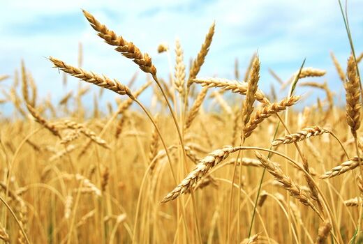 خرید تضمینی گندم از مرز 7 میلیون تن گذشت