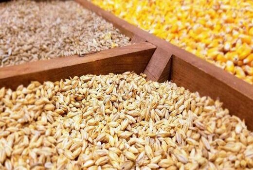 توزیع بیش از 3800 تن نهاده دامی در مدت سه ماهه بین دامداران شهرستان میانه