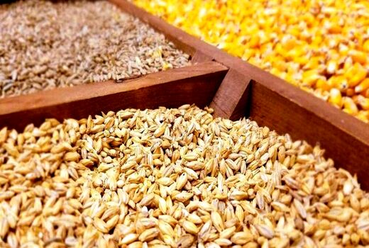 توزیع بیش از 3800 تن نهاده دامی در مدت سه ماهه بین دامداران شهرستان میانه